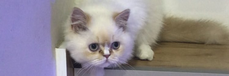 AyferBln's profile banner image