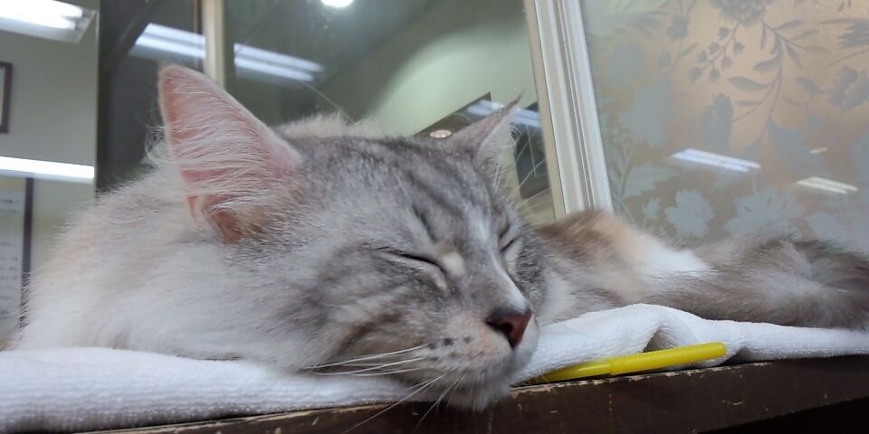 mana_hu's profile banner image