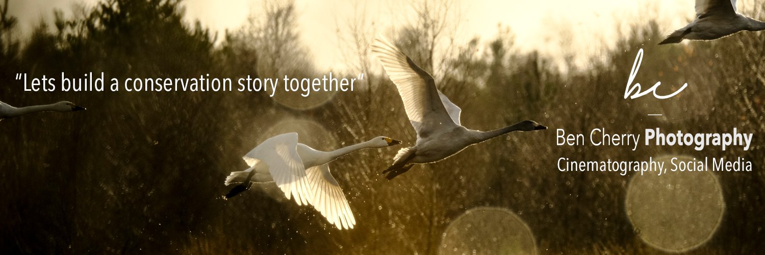 Benji_Cherry's profile banner image