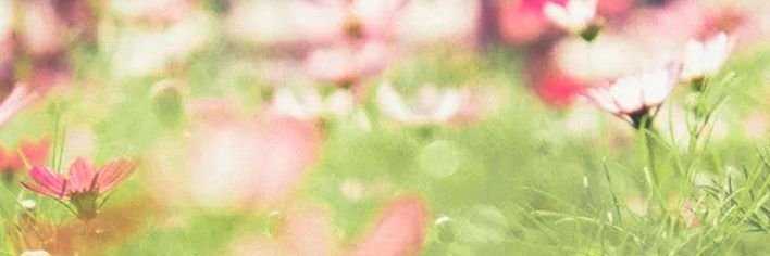 Cerita Tha banner