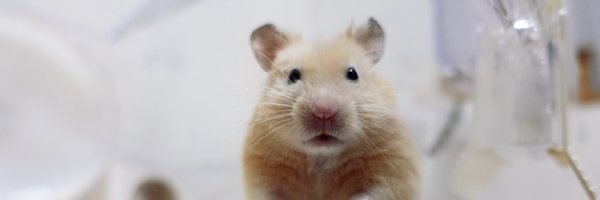 hamhamempire Profile Banner