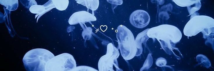 素兰 banner
