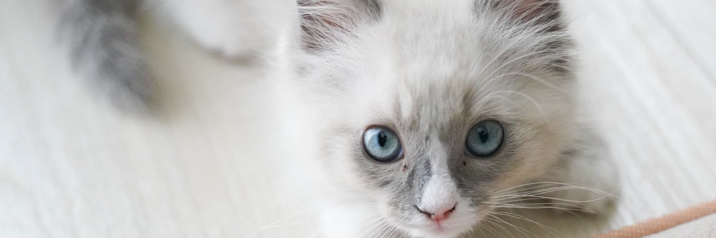 Ky0_0's profile banner image