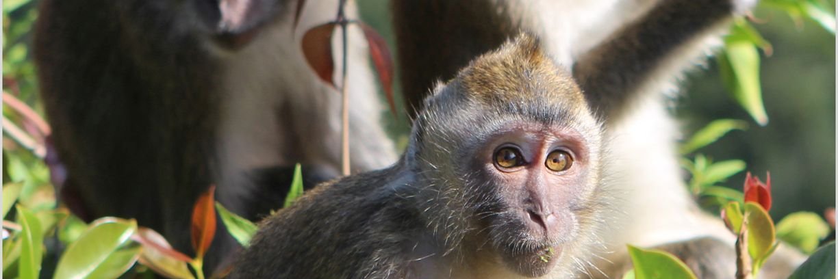 Action for Primates's banner