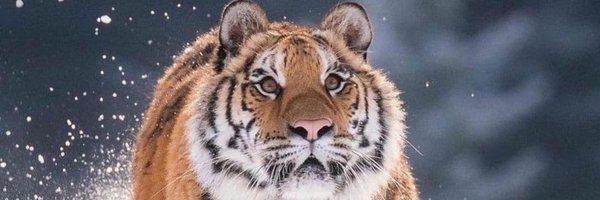 SunnyKumar69269 Profile Banner