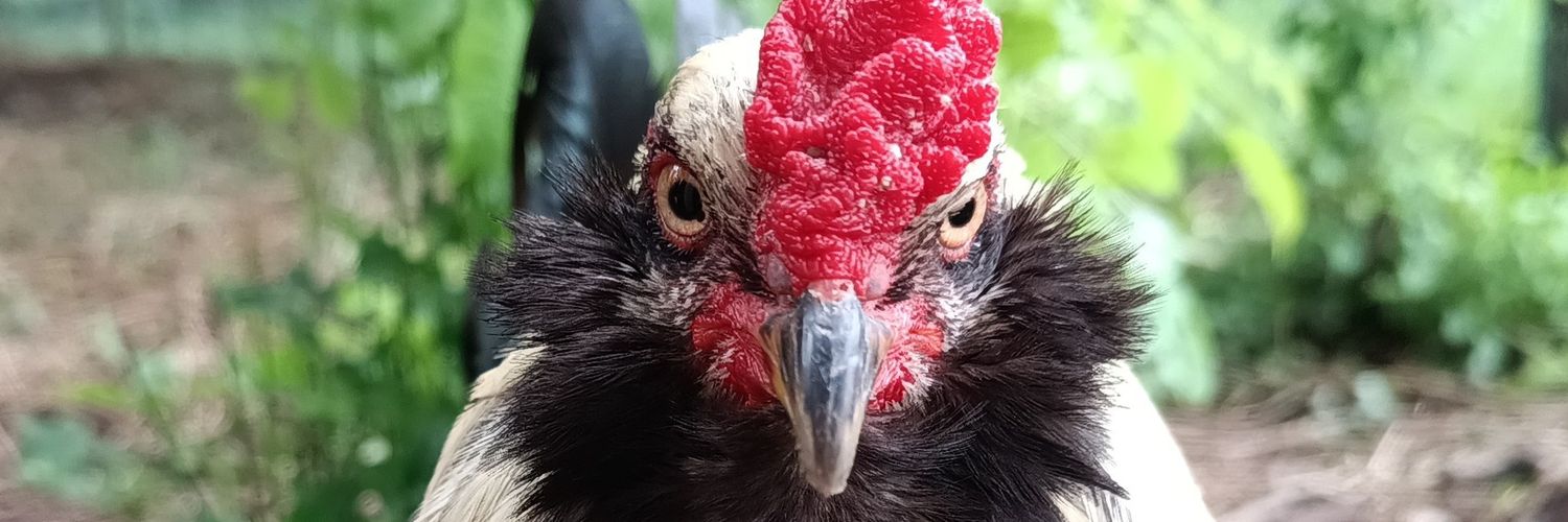 Denise D Anderson banner