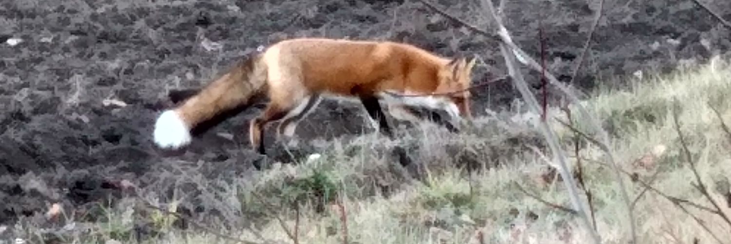 Zander Hemingway banner