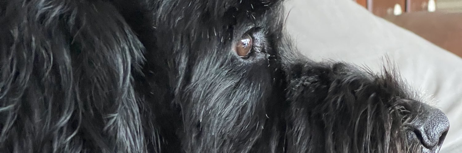CaineDani's profile banner image