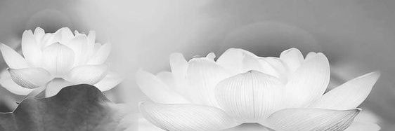kisugus's profile banner image