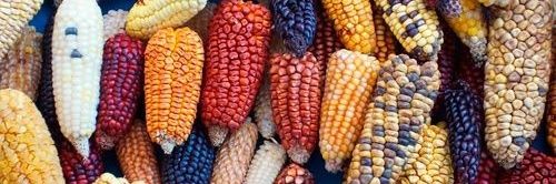 Red De Maíz banner