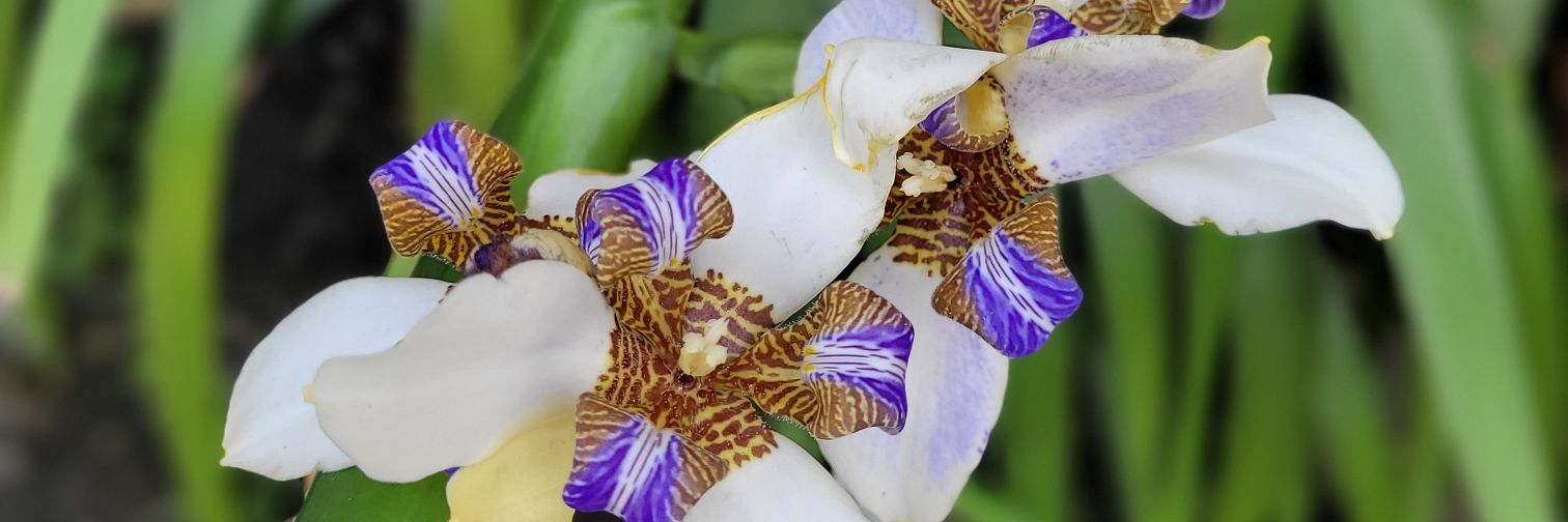 Fiscal de Darkroom (Doug) banner