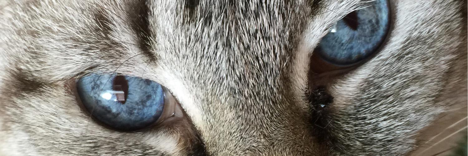 laurarjara's profile banner image