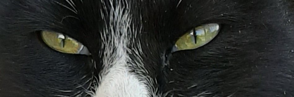 ladympl's profile banner image