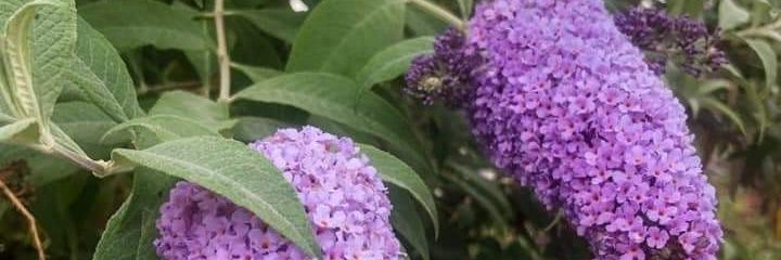 Ricardolucha3's profile banner image