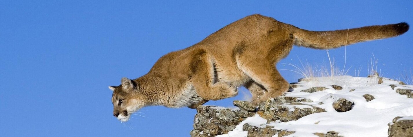 PumasCanada's profile banner image