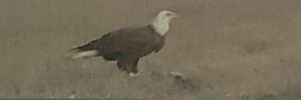 Prime Joshua🇺🇸 banner