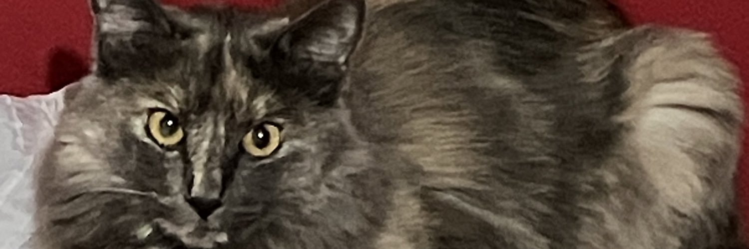 SiSiLkAt's profile banner image