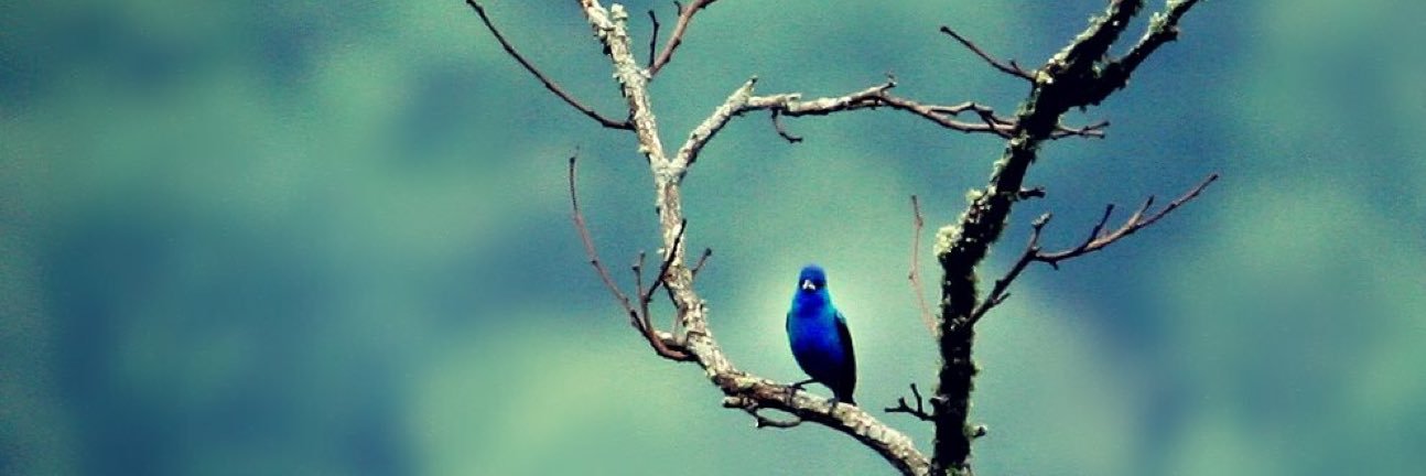 RachelChumney's profile banner image