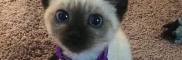 Swiftyboi06 Profile Banner