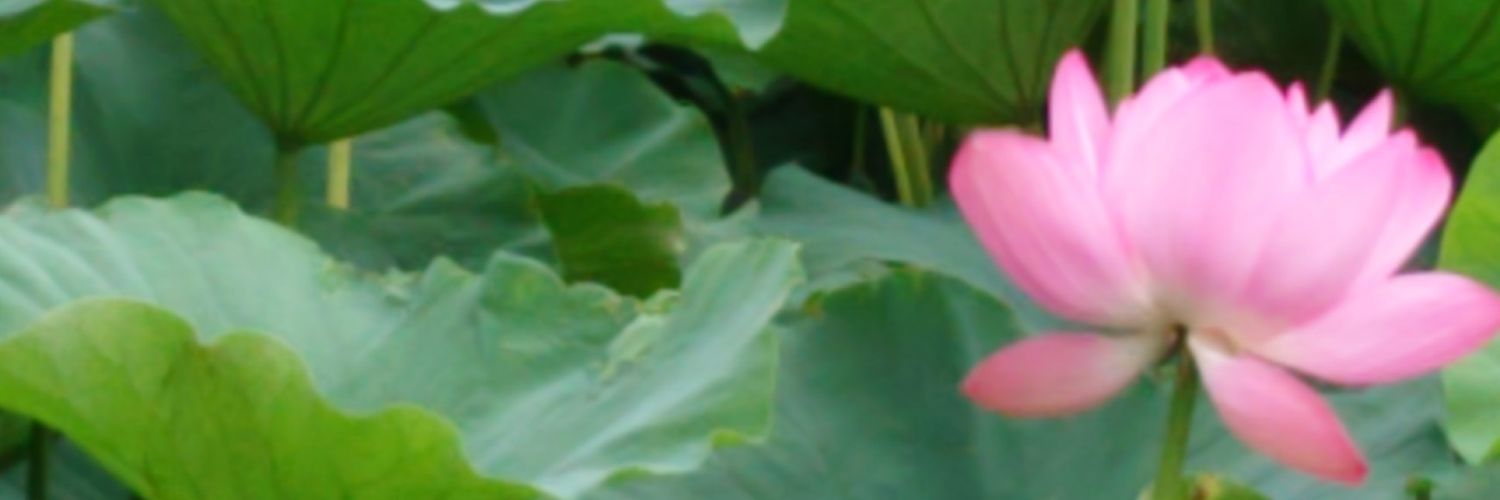 emeraldnao's profile banner image