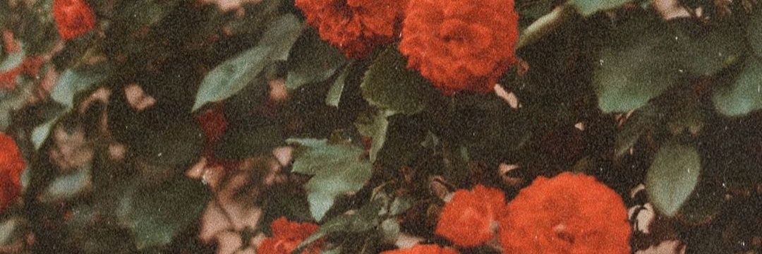 mili_rigo's profile banner image