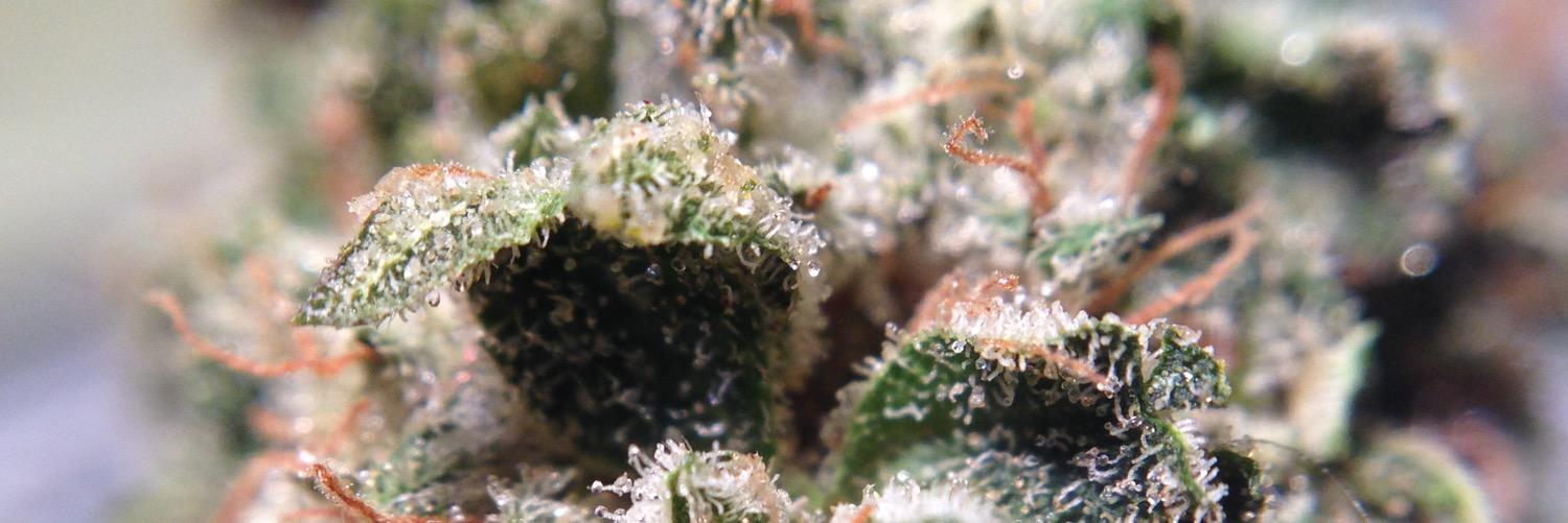 budfolio's profile banner image