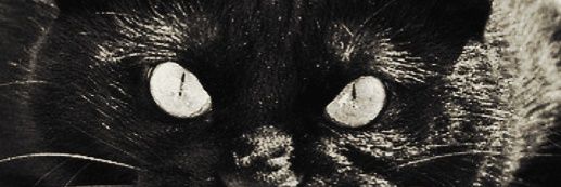 why are you shy? banner