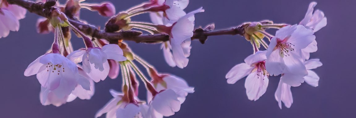 24viola's profile banner image