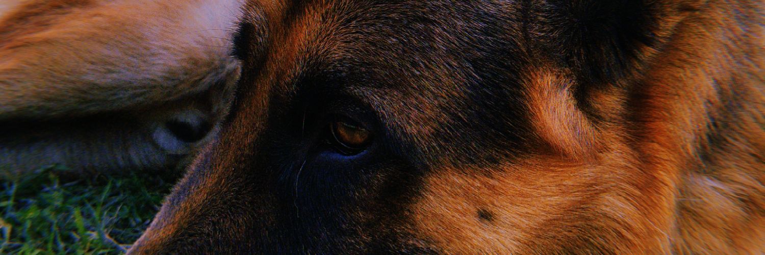 arisabatinii's profile banner image