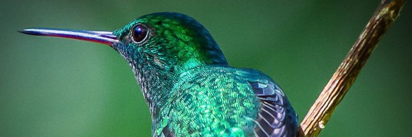 bri_alcan Profile Banner