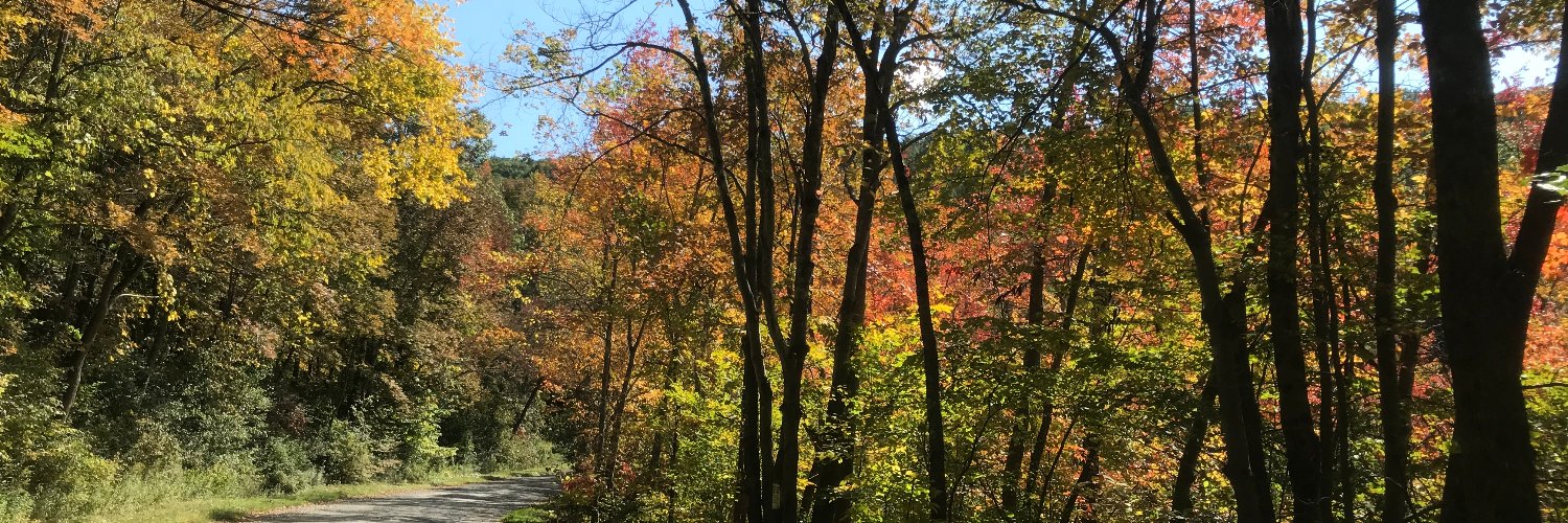 Isabel Scherl banner