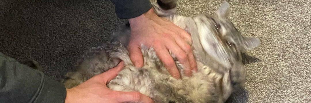 Martabak maniiiz banner