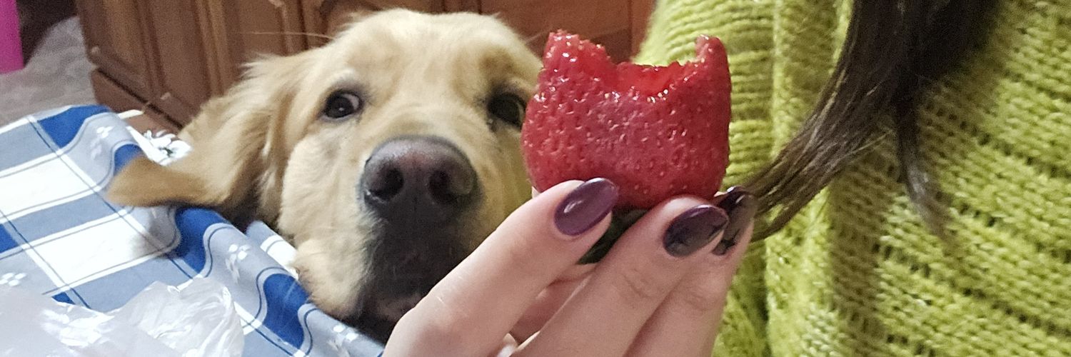 CarolinaAppon's profile banner image