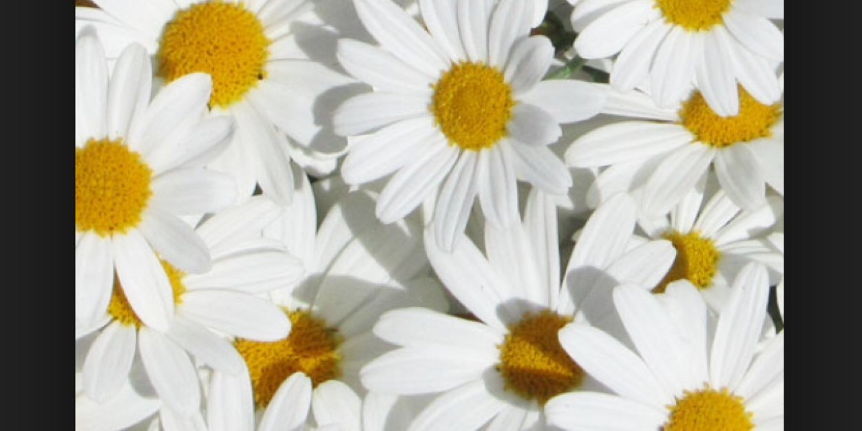 feebiepotts's profile banner image