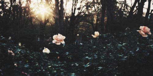 awrcara's profile banner image