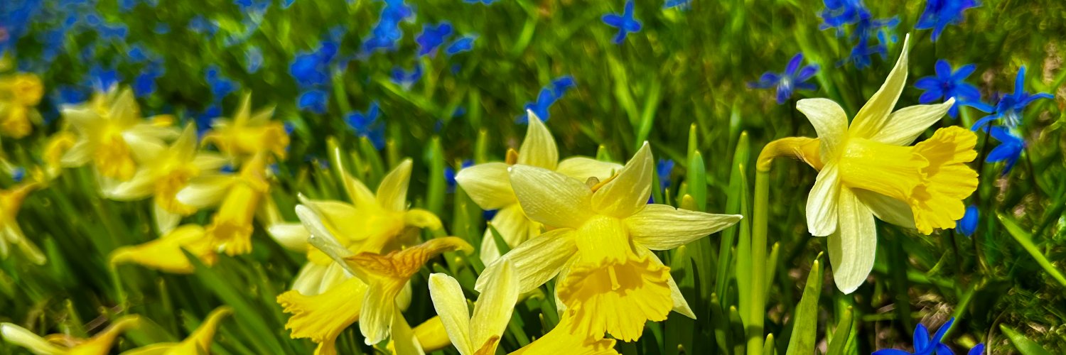 Flower of the Day banner