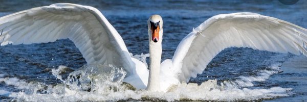 Zwaann Profile Banner