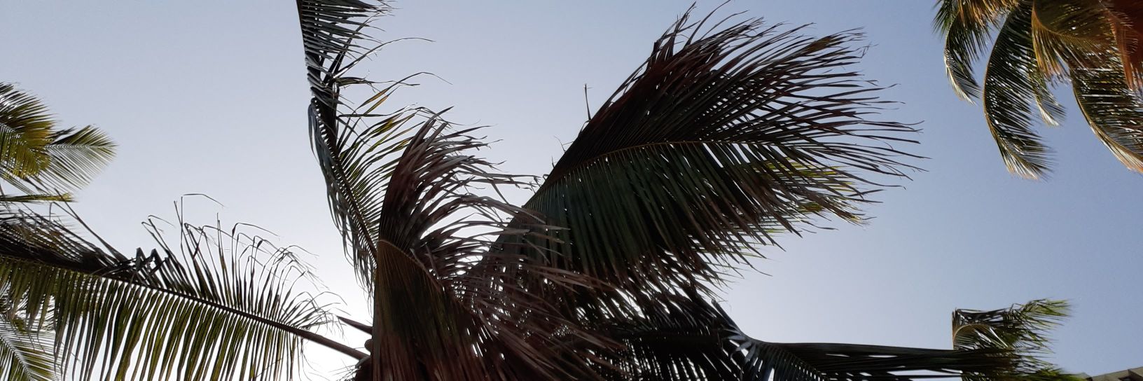 camaronconk's profile banner image
