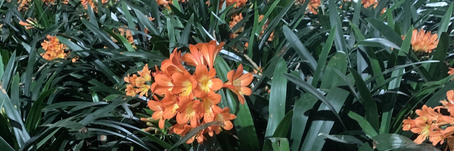 cam¡ 🪩 VENEZUELA LIBRE 🇻🇪 banner