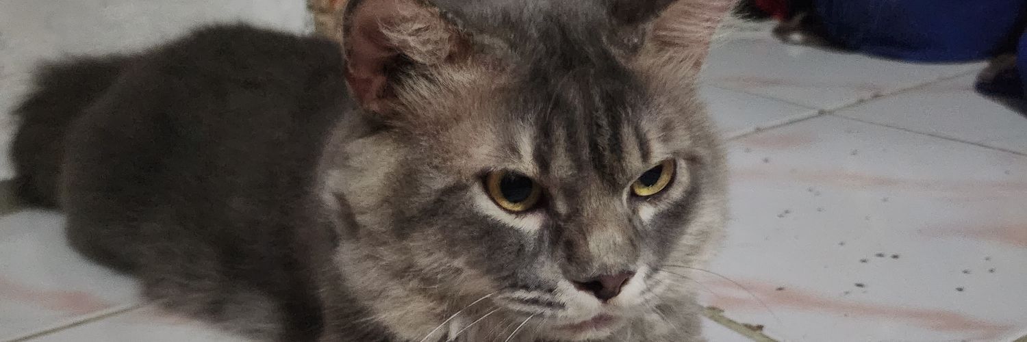 Sunny🌞👩‍🍳 banner