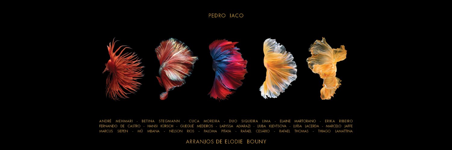 pedroiaco banner