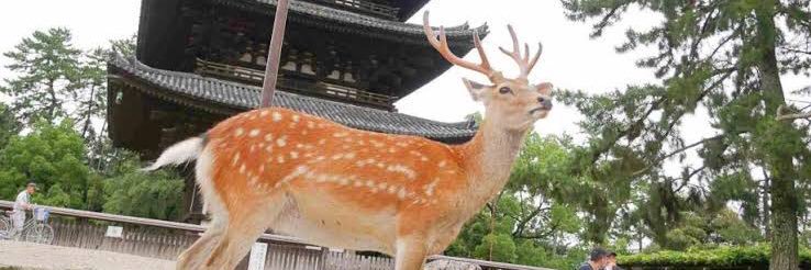 ono_Q69's profile banner image