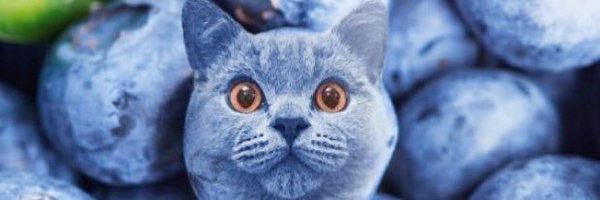 alex2yc Profile Banner