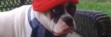 T banner