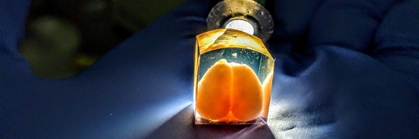 NeuronsInFocus Profile Banner