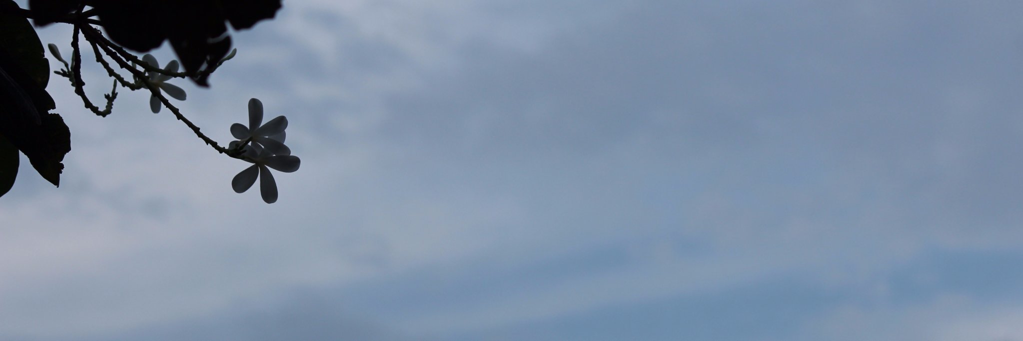 RiddhiSachdeva's profile banner image