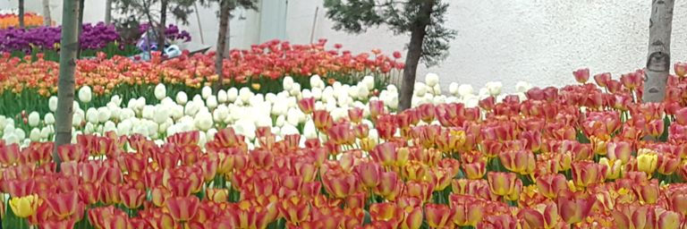 Alireza_ L banner