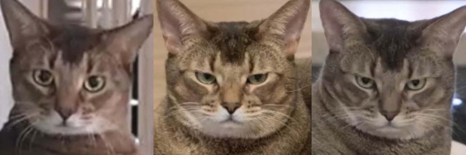 𝚌𝚊𝚗𝚍𝚢 •ﾟ✿ banner