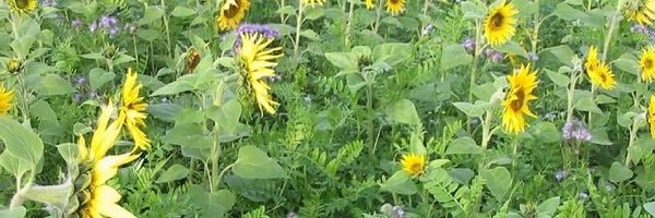 VTomis Profile Banner