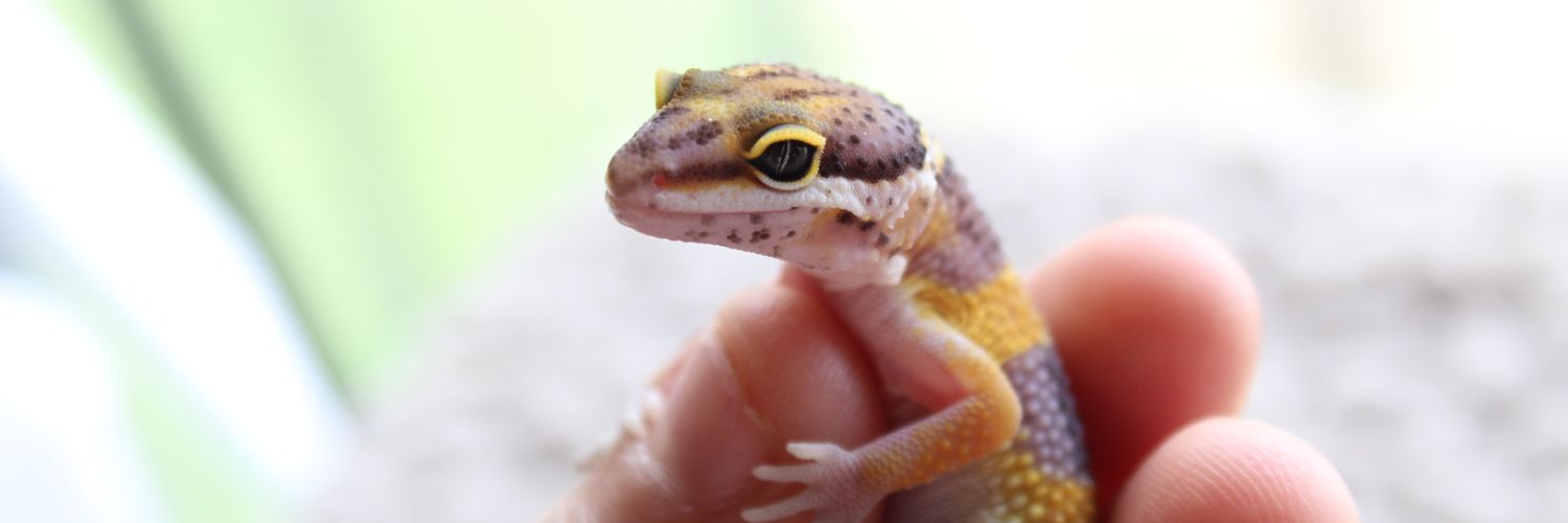 YurLocalGeckoMa's profile banner image